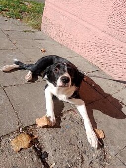 Border kolie křížený s Labradorem