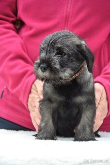 Knírač střední pepř a sůl, štěně s PP - 1