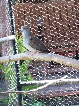 Holoubek diamantový