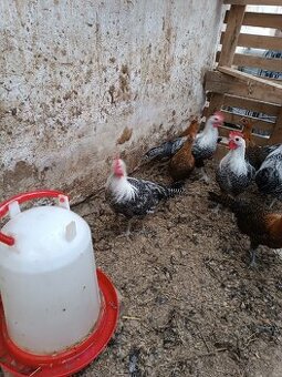 Brakelka stříbrná kohouti