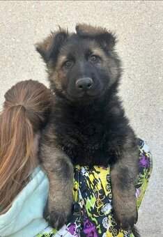 Německý ovčák štěňata s PP