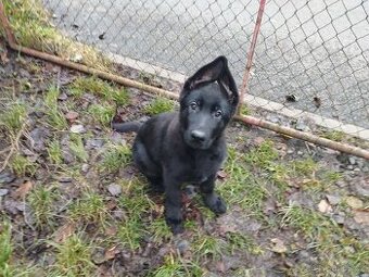 Německý ovčák - štěňata