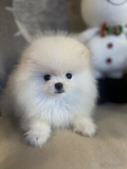 Pomeranian mini