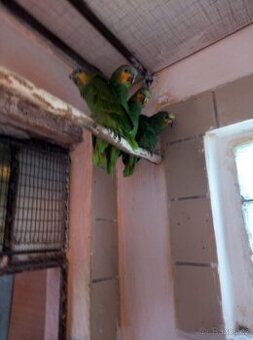 Amazoňan oranžovokřídlý