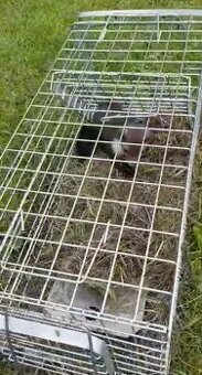 Profesionální bytelné pasti na kuny, mývaly, nutrie, tchoře
