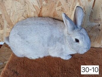 Český černopesíkatý - pouze volat