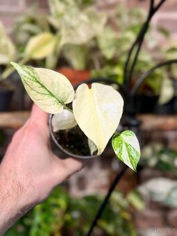 Pokojová rostlina Monstera Mint – variegovaná rarita