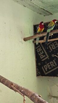 Rosela/modrá, zlatá, pastel, opalin