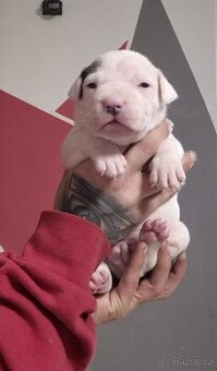 Americký stafordšírský teriér štěně