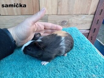 Nabízím 3 morčátka - 1 kluk a 2 holky (mláďata)