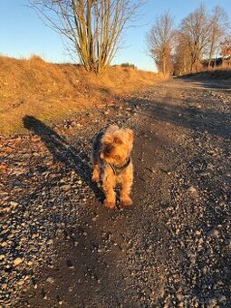 Jorkšírský teriér do dobrých rukou