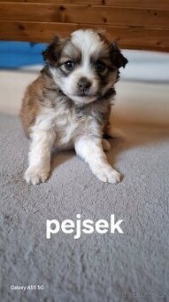 Jorkšírský teriér X čivava štěňata