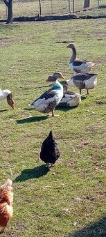 Prodám housery pomořanské