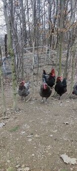 Marans měděněkrká