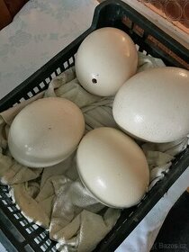 Výfuky pštrosích vajec