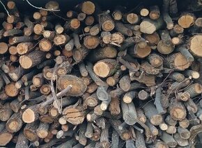 Palivové dřevo tvrdé suché