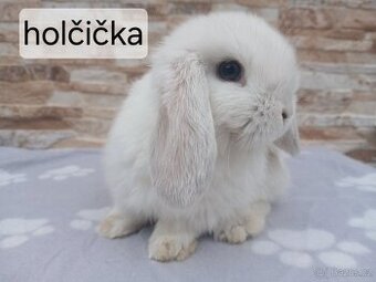 Králíčci Minilop