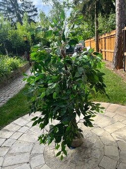 Umělá rostlina výška 130 cm