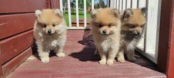 Špic pomeranian s pp štěňata - 1