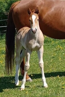 Quarter horse hřebeček