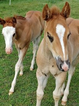 Quarter horse hřebeček