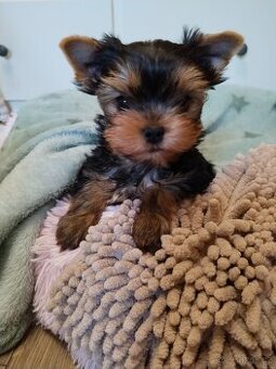 Yorkshire terrier, Jorkšírský teriér PP FCI