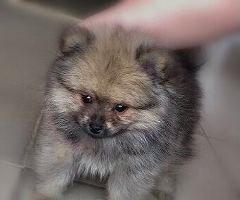 Pomerian - 1
