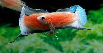 Macropodus opercularis super red