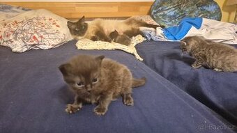 Poločistokrevná koťata ragdoll