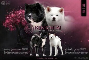 Akita inu s PP