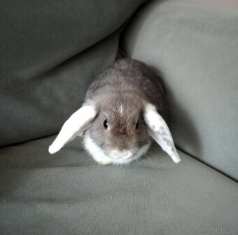 Zakrslý beránek králíček