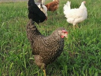 Kuřice Isa Brown, leghorn a Dominant barevný