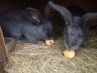 Prodám květnové králíky