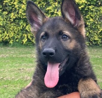 Nemecky ovcak stenata celocerna a vlkoseda