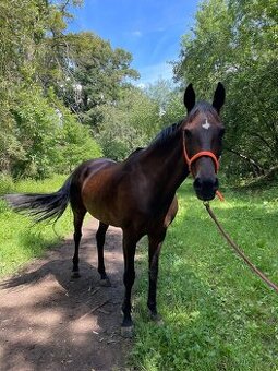 Oldenburská klisna - 1