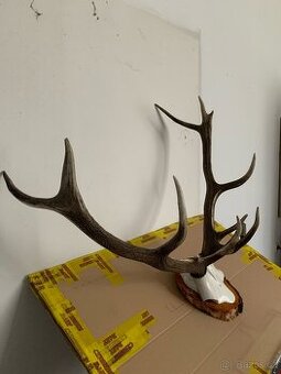 Parouzi jeleni trofejni