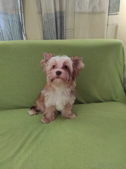 Jorkšírský teriér s PP - Yorkshire terrier