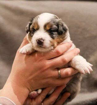 Miniaturní Americký ovčák, blue merle fena s ocáskem