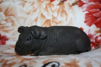 Morče skinny  z chs