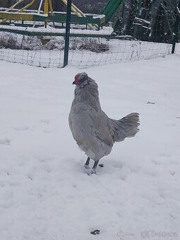 Araukana levandulová kohout