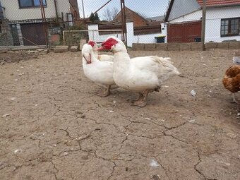 Bílé pižmovky větší linie