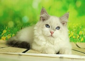 Sibiřská kočka - Něvská Maškaráda