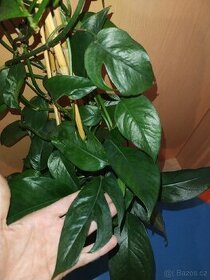 Vzrostlá rostlina Epipremnum pinnatum