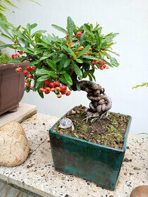 Hlohyně (Pyracantha) bonsaj