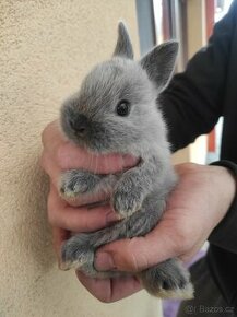 Zakrslý králík modrý (samička, sameček)