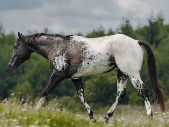 Černý HOMOZYGOT - Appaloosa – připouštění