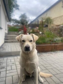 Kříženec husky a labrador