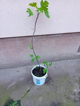 Fíkovník - osvědčená odrůda - 100% fíky tento rok n2