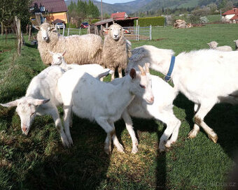 Kůzlata