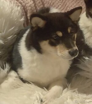 Shiba inu, štěňátko, fenečka. - 1